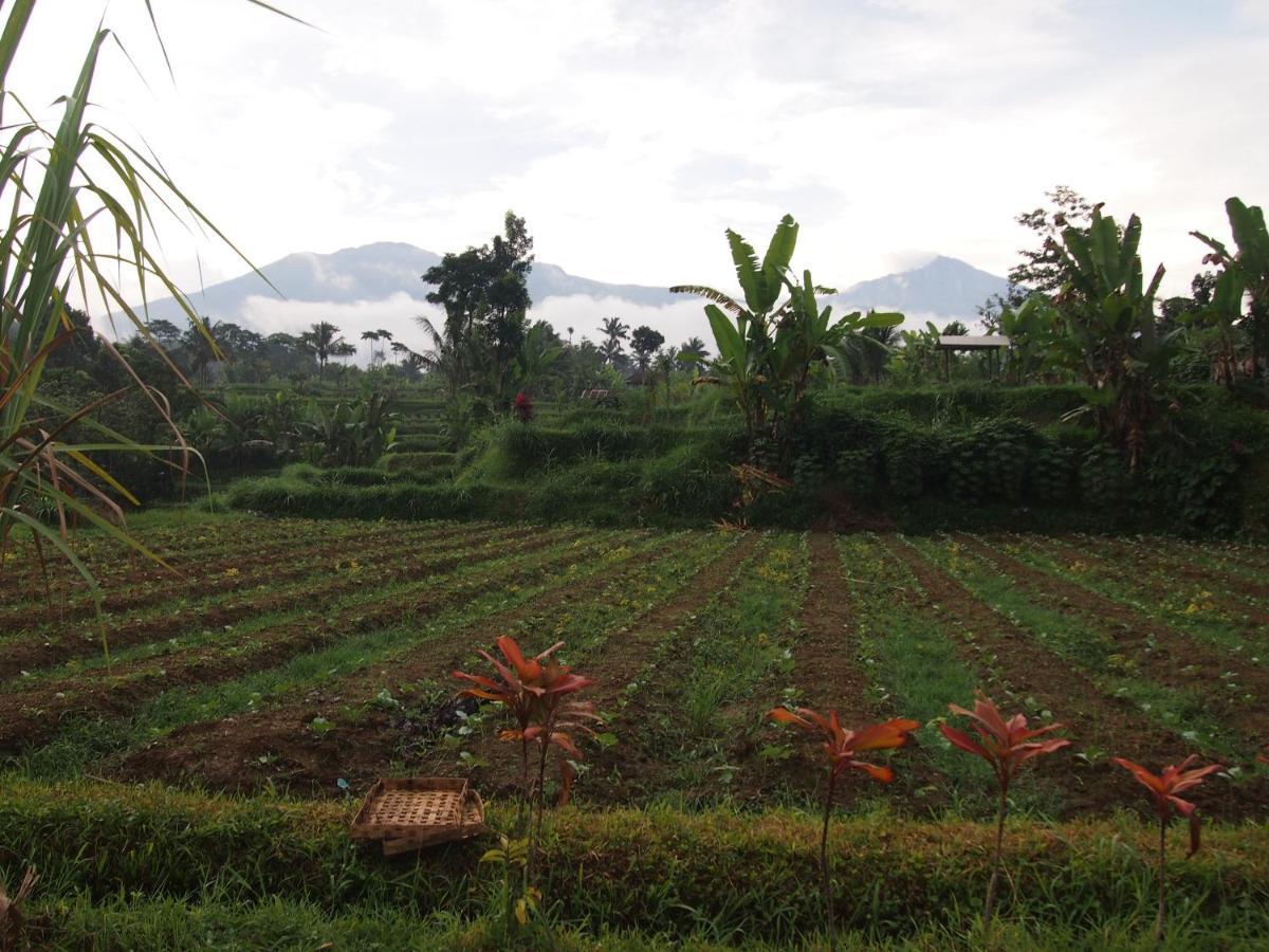Tetebatu Mountain View Homestay Екстериор снимка